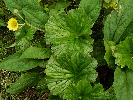 {Geum radiatum}